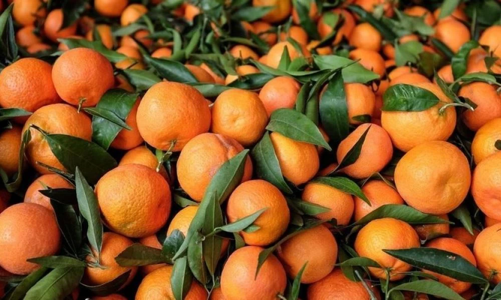 Αυξημένες κατά 2,8% είναι οι εξαγωγές των μανταρινιών